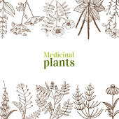 Template with Medicinal Plants. Floral Composition in Hand-Drawn Style for Banners Fliers Posters Surface Design Cosmetic.