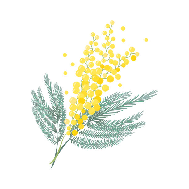 Tender branch of mimosa flower. Womens day sign. Vector realistic illustration. Tender branch of mimosa flower. Womens day sign. Vector realistic illustration. acacia tree stock illustrations