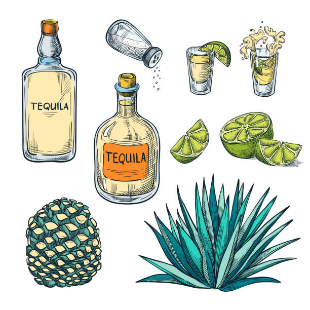 stockillustraties, clipart, cartoons en iconen met tequila fles, glas en agave wortel, kleur schets vectorillustratie geschoten. mexicaanse alcohol drinkt menu ontwerpelementen - zout