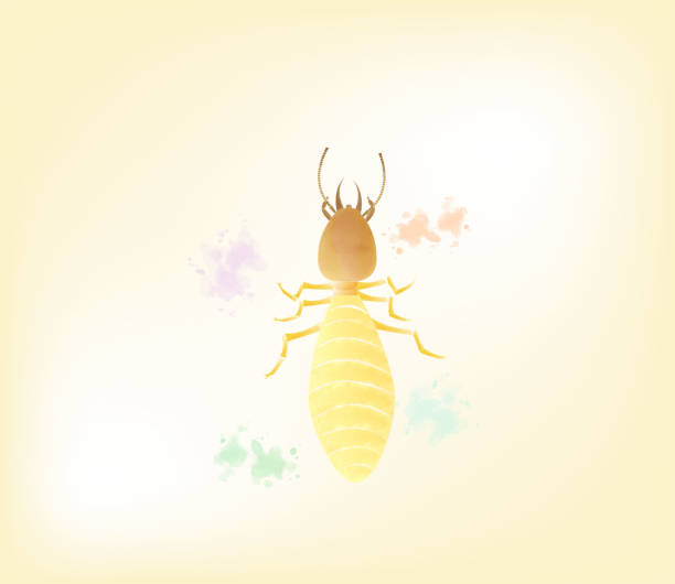 Termite in colorful watercolor background, vector illustration. Termite in watercolor style, vector illustration. ant clipart pictures stock illustrations
