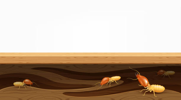 termite nests in the wood plank, termites destroy table, door, and window in the wooden house, termites bite the wood wall, termite burrows, termite hole in the wooden furniture for copy space banner  termite damage stock illustrations