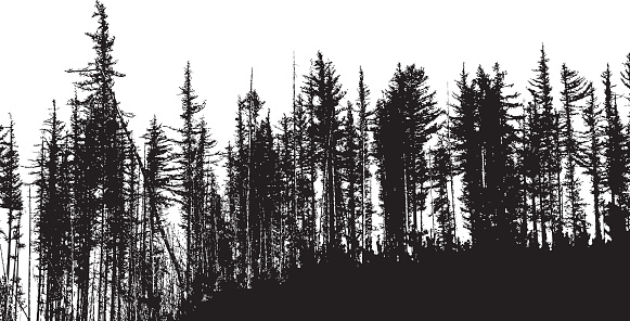 A vector silhouette illustration of a dense forest of dead and dying pine trees. vector