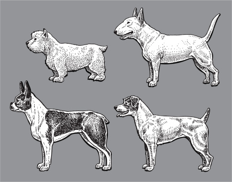 Terrier Dogs - Bull, West Highland White, Jack Russell, Boston