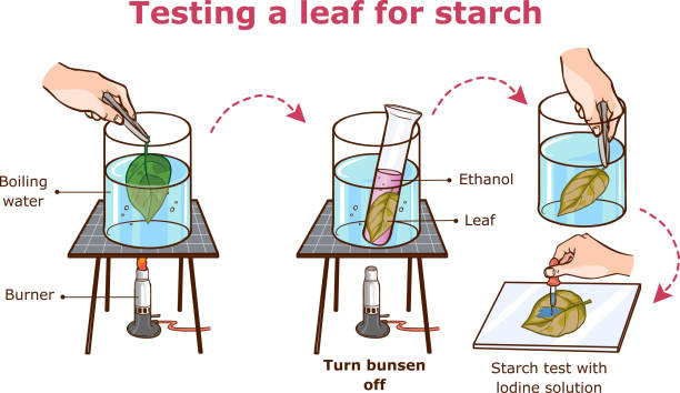Testing a leaf for starch vector illustration  photosynthesis diagram stock illustrations