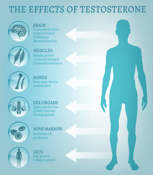 importance of testosterone