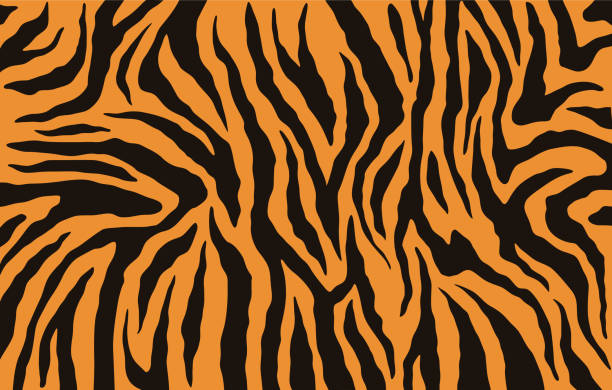 ベンガル虎の毛皮、オレンジ ストライプ パターンのテクスチャ。動物の皮は印刷。サファリの背景。ベクトル - トラ点のイラスト素材／クリップアート素材／マンガ素材／アイコン素材