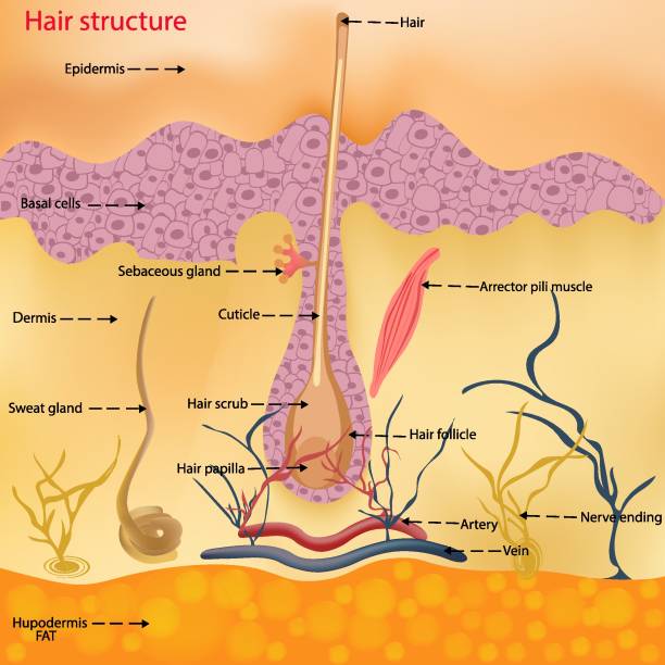 The anatomical structure of the hair on the head of a person under a microscope close-up. Vector illustration. Hair under the skin. The anatomical structure of the hair on the head of a person under a microscope close-up. Vector illustration. Hair under the skin. hair structure stock illustrations