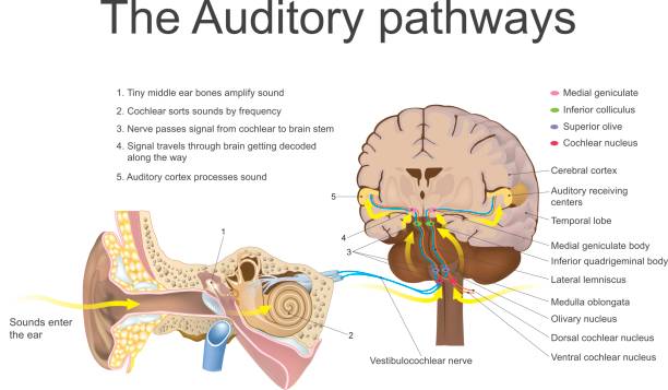 The auditory system. Education info graphic vector. The auditory system is the sensory system for the sense of hearing. It includes both the sensory organs the ears and the auditory parts of the sensory system. Education info graphic vector. vagus nerve stock illustrations