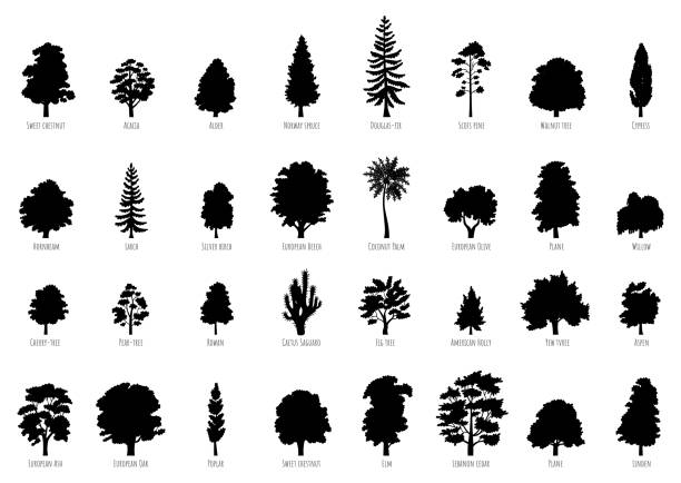 The big collection of trees silhouettes isolated The collection of trees silhouettes isolated on white background. Big Vector cartoon set with sapling for forest landscape. Environment elements in flat style aspen tree stock illustrations