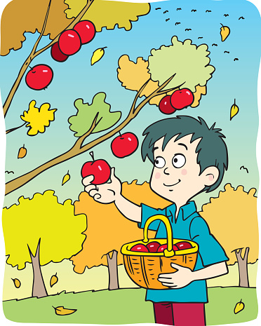 The boy picks apples in a basket