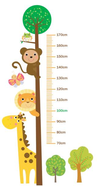 The child's height illustrations  tall boy stock illustrations