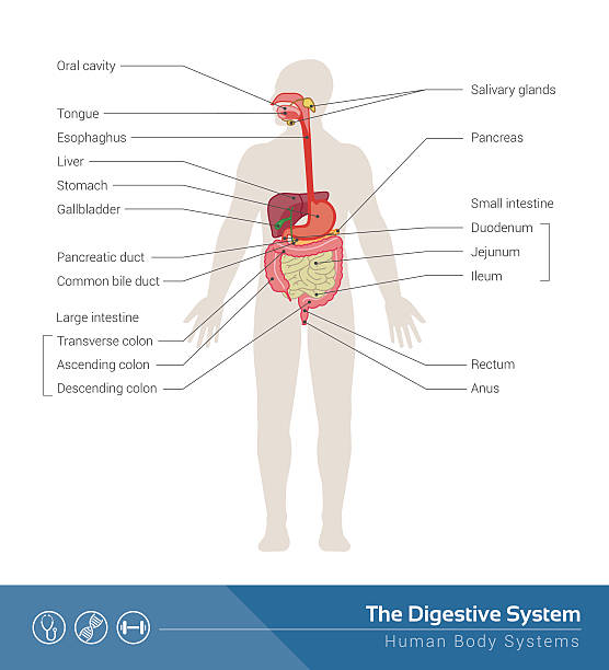 The digestive system The human digestive system medical illustration with internal organs labeling illustrations stock illustrations
