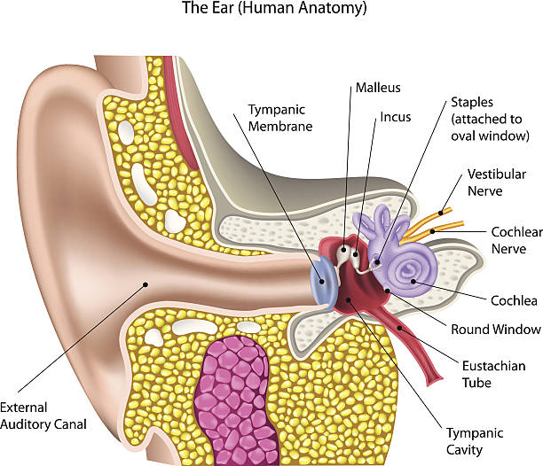 ilustraciones, imágenes clip art, dibujos animados e iconos de stock de la oreja (anatomía humana) - oreja humana
