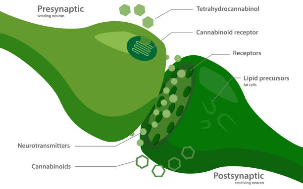 The endocannabinoid system The endocannabinoid system, healthcare and medical illustration about cannabis receptor stock illustrations