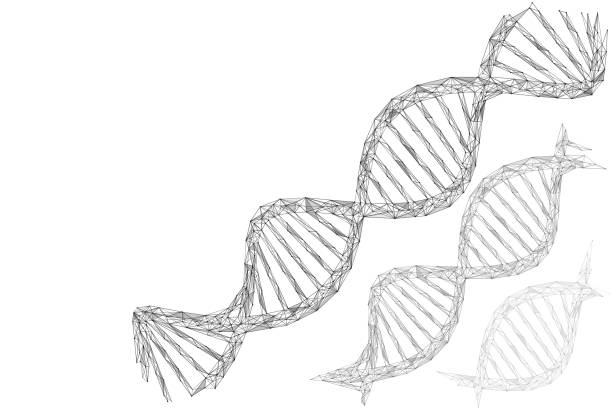 The helix of the DNA cell. Low-poly cellular structure. The helix of the DNA cell. Low-poly cellular structure. Frame design of connected lines and points. dna drawings stock illustrations
