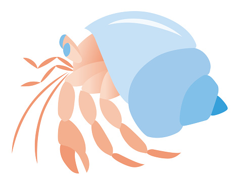 The hermit crab, isolated on the white background
