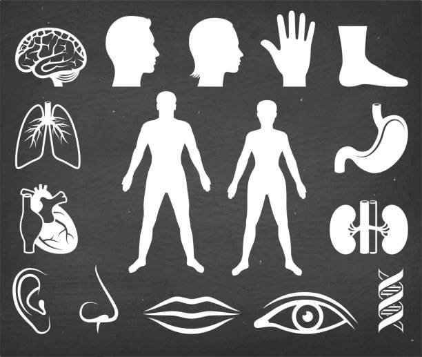 der menschliche körper vektor icon-set an schwarze tafel - bein anatomiebegriff stock-grafiken, -clipart, -cartoons und -symbole