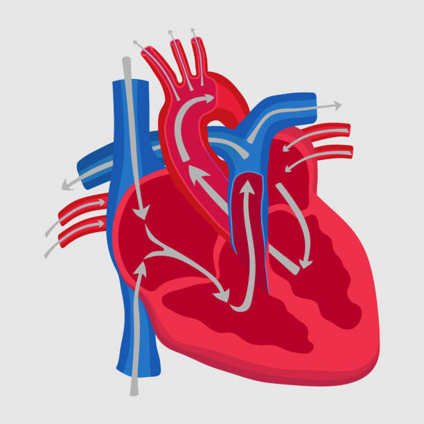 сердце человека, изучение анатомии, путь кровотока в - laporta stock illustrations