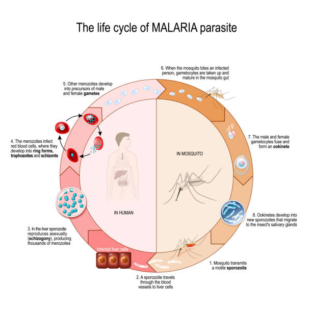 The life cycle of MALARIA parasite The life cycle of MALARIA parasite. Vector diagram for educational, science, and biological use malaria parasite stock illustrations
