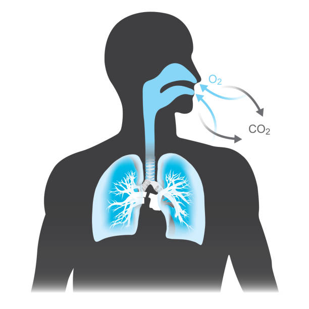The lungs are the primary organs of respiration in humans. Mono tone black and blue colour. The lungs are the primary organs of respiration in humans. Mono tone black and blue colour. image technique stock illustrations