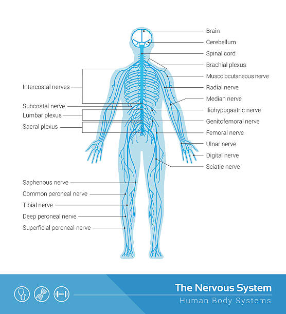 The nervous system The human nervous system vector medical illustration central nervous system stock illustrations