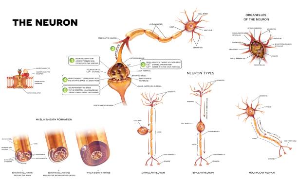 The neuron Neuron detailed anatomy illustrations bundle set. Neuron types, myelin sheath formation, organelles of the neuron body and synapse. central nervous system stock illustrations