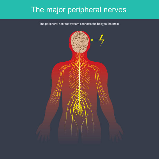 The peripheral nervous system connects the body to the brain The peripheral nervous system connects the body to the brain vagus nerve stock illustrations