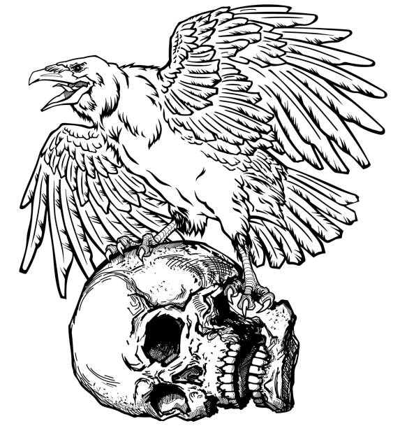 The raven on the skull The raven sits on the human skull. Tattoo style black and white vector illustration scavenging stock illustrations