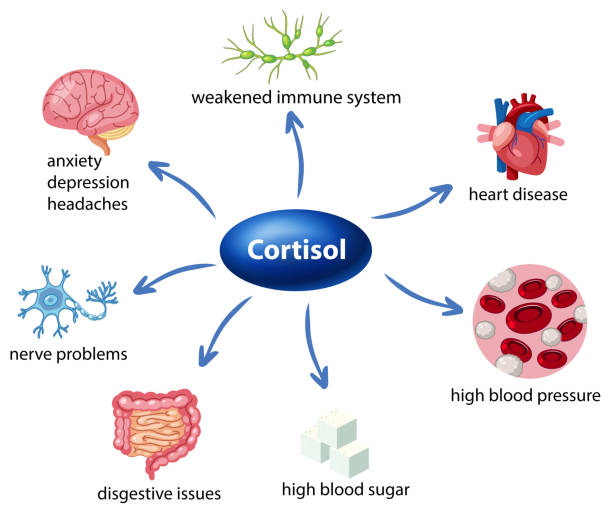 The role of cortisol in the body diagram vector art illustration