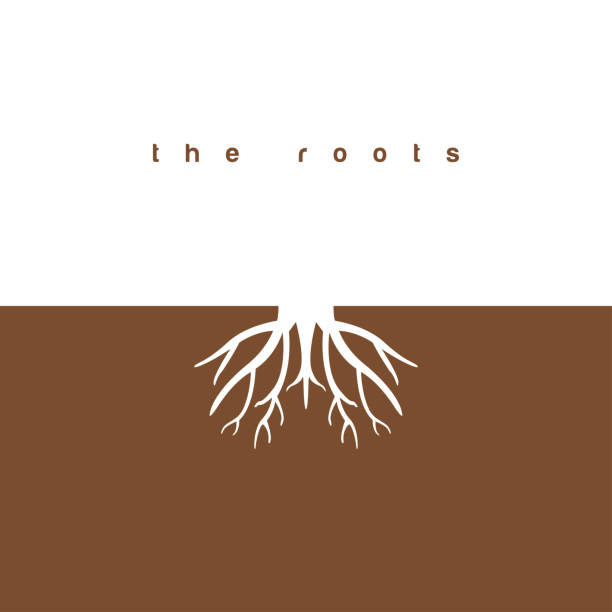 The roots graphic design template vector illustration The roots graphic design template vector root stock illustrations