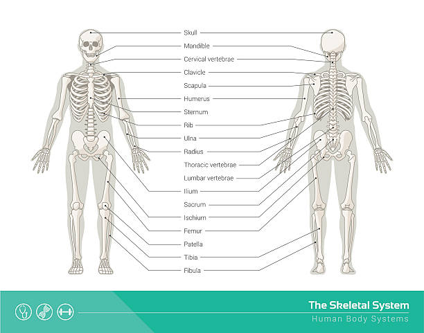 The skeletal system The human skeletal system, vector illustrations of human skeleton front and rear view labeling illustrations stock illustrations