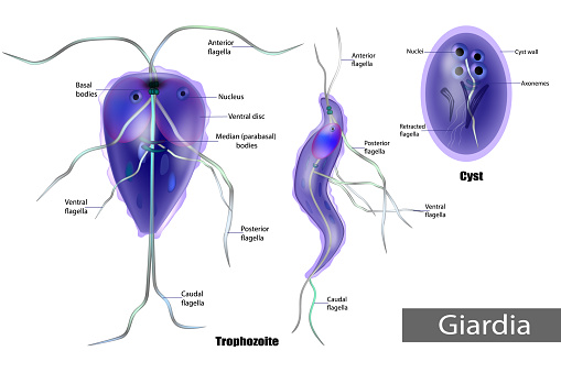 Giardia és az emberi terhesség