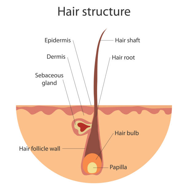 The structure of the hair, growing hair. Flat design, vector illustration, vector. The structure of the hair, growing hair. Flat design, vector illustration, vector. hair structure stock illustrations