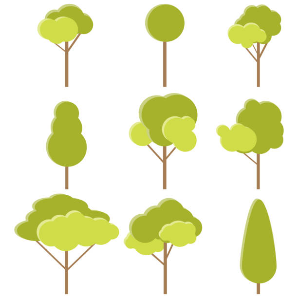 bildbanksillustrationer, clip art samt tecknat material och ikoner med träden. uppsättning realistiska gröna träd isolerade på vit bakgrund. vektor, tecknad illustration av ett grönt träd. vektor. - tree of life