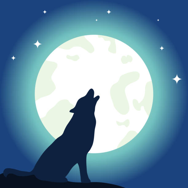 Lone Wolf Howling At The Moon Illustrations, Royalty-Free Vector