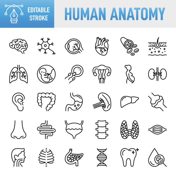 Thin line vector icon set. Pixel perfect. Editable stroke. For Mobile and Web. The set contains icons: Internal Organ, Human Internal Organ, Healthcare And Medicine, Anatomy, Lung, Heart - Internal Organ, The Human Body, Liver - Organ, Stomach, Muscle, Ut Thin line vector icon set. 30 linear icon. Pixel perfect. Editable stroke. For Mobile and Web. The set contains icons: Internal Organ, Human Internal Organ, Healthcare And Medicine, Anatomy, Lung, Heart - Internal Organ, The Human Body, Liver - Organ, Stomach, Muscle, Uterus, Fetus human internal organ stock illustrations