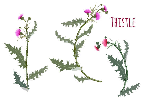 Thistle, (Carduus, Silybum, Onopordum). Set of red, purple flowers, buds, spiny stems, green leaves. Symbol of Scotland on white background, digital draw, botanical illustration for design, vector Thistle, (Carduus, Silybum, Onopordum). Set of red, purple flowers, buds, spiny stems, green leaves. Symbol of Scotland on white background, digital draw, botanical illustration for design, vector thistle stock illustrations