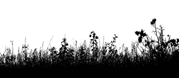 Thorny Grass Silhouette of grass and weeds grass clipart stock illustrations