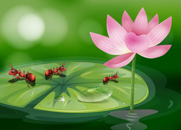 Three ants above the waterlily plant Three ants above the waterlily plant ant clipart pictures stock illustrations
