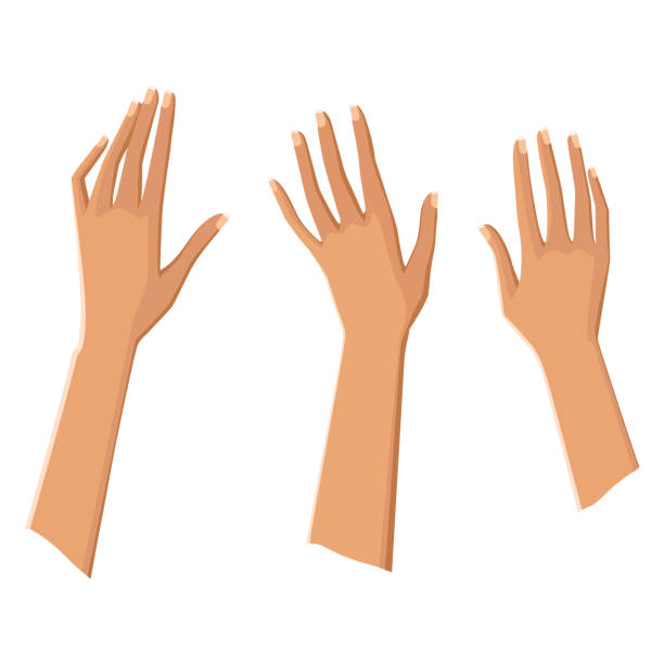 illustrazioni stock, clip art, cartoni animati e icone di tendenza di tre belle mani femminili. mani in alto. manicure naturale. immagine vettoriale. isolato su sfondo bianco - french manicure