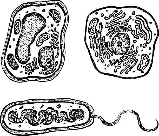 Three black and white drawings on cells Plant, animal and bacteria cells with organelles. Each cell on it's own layer.   rough endoplasmic reticulum stock illustrations