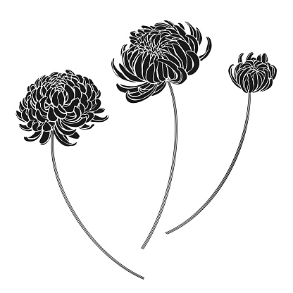 Three chrysanthemum flowers. Black isolated silhouettes on white. Vector. Perfect for invitations, greeting cards and as a design element.