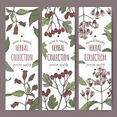 Three color labels with Atropa belladonna aka belladonna, Cinchona officinalis aka quinine and Crataegus monogyna aka common hawthorn sketch. Green apothecary series.