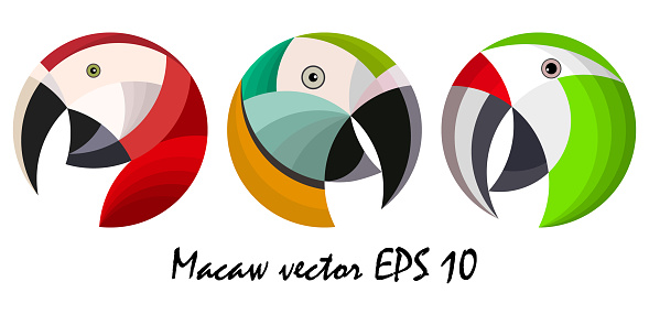 Three colorful macaw parrot`s heads, vector illustration