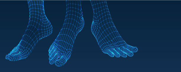 Three dimensional feet. Set. Ware mesh from 3d app. EPS10 file. It contains blending objects. Layered. grouped. Editable splanes. foot anatomy stock illustrations