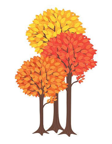 Three Fall Trees. Yellow, Orange And Red