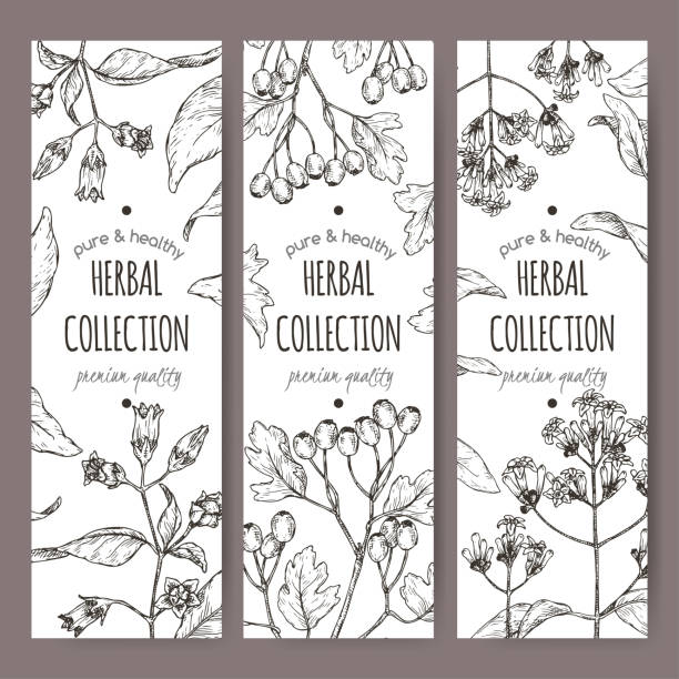 Three labels with belladonna, quinine or Jesuit bark and common hawthorn sketch. Three labels with Atropa belladonna aka belladonna, Cinchona officinalis aka quinine and Crataegus monogyna aka common hawthorn sketch. Green apothecary series. may flowers stock illustrations