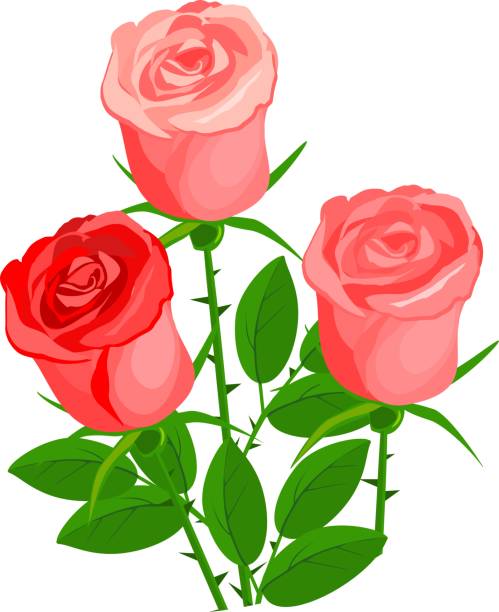 3 Red Roses Illustrations, Royalty-Free Vector Graphics & Clip Art - iStock