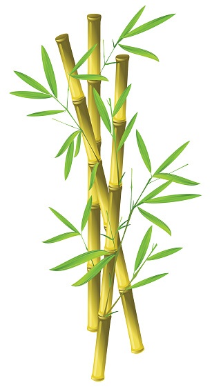 Three sticks of bamboo isolated on a white background