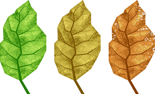 Three vector tobacco leaves with veins